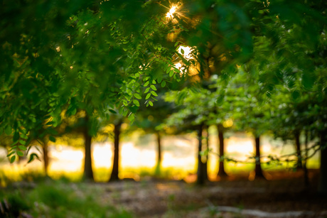 tegenlicht in het bos
