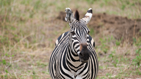 Zebra