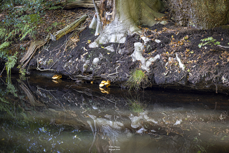 Paddenstoelen net boven het water.