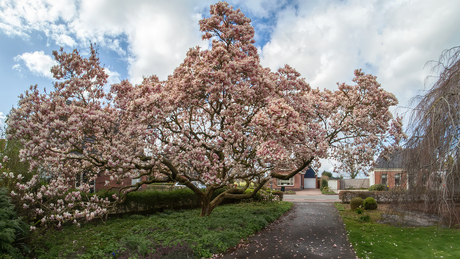 Magnolia. 