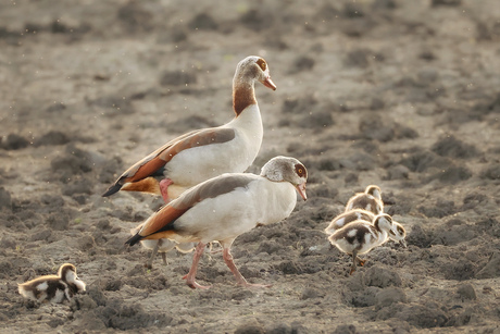 Nijganzen met pullen
