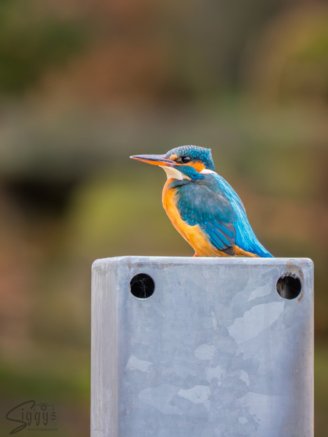 Geduldig wachtend, zoals altijd