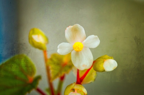 Begonia 