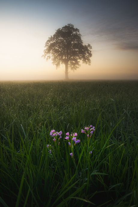 Beauty at Dawn 