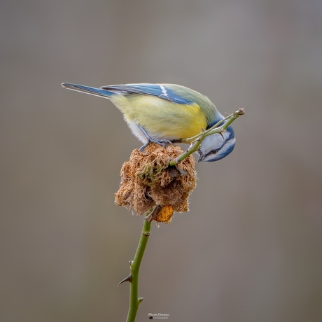Acrobatiek van een pimpelmees.