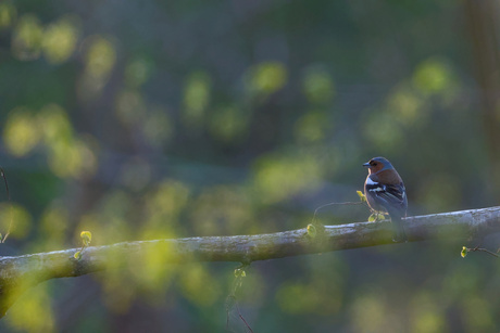 Vink