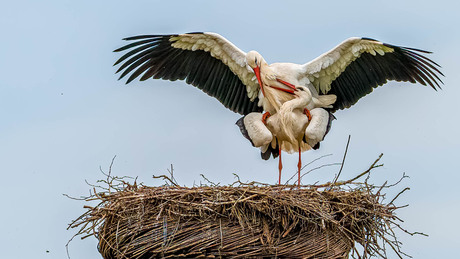 Lente kriebels