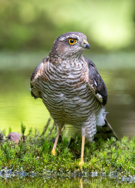 pas op kleine vogeltjes