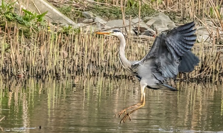 blauwe reiger