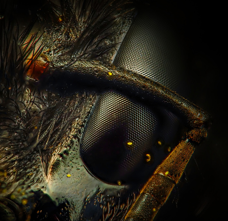 Wat denk jij wat dit is?