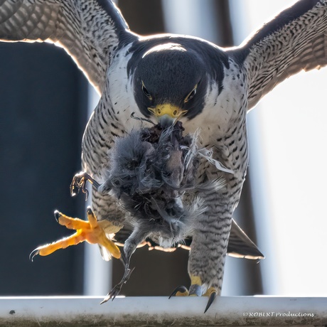 Slechtvalk met prooi