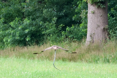 Buizerd met ringslang