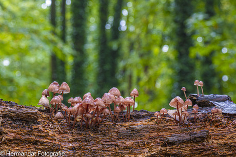 Grote bloedsteel mycena