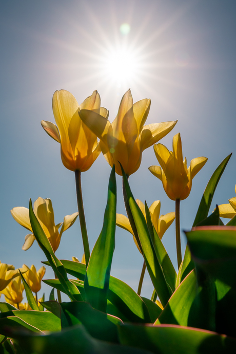 Tegenzon boven gele tulpen