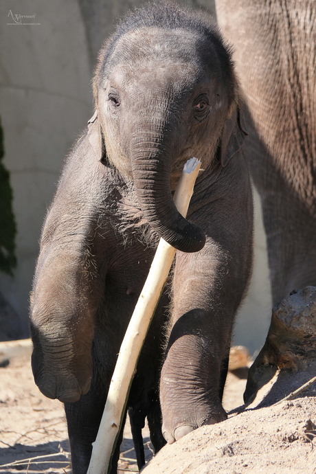 kijk hoe sterk ik ben  :D