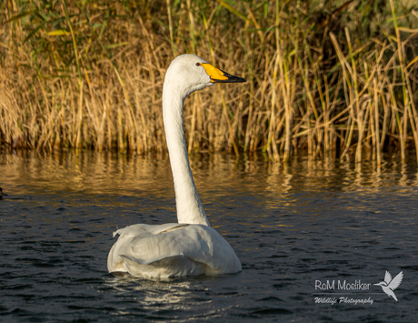 De wilde zwaan.