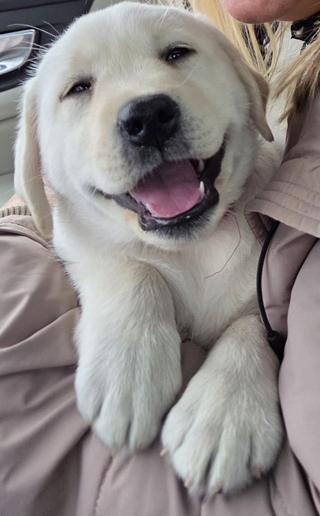 Labradorpup... 
