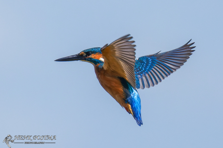 ijsvogeltje biddend in de lucht .vogelhut De Tike 