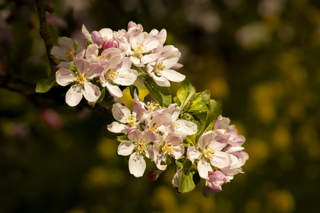 appelbloesem
