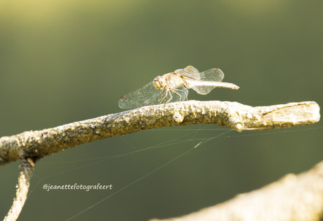 Libelle