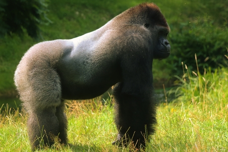 Westelijke gorilla