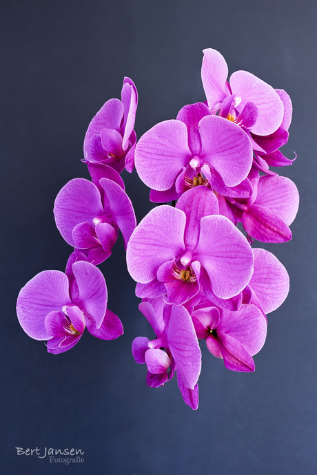 Orchidee