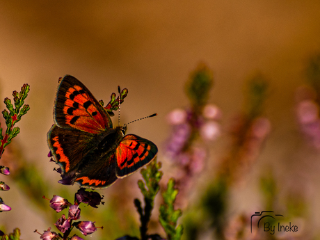 Vuurvlinder 