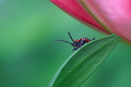 summerschool-macro