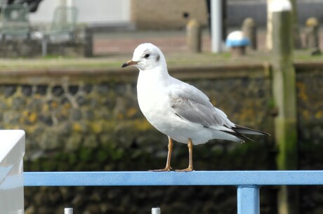 P1300315   Maassluis  Binnenhaven  de Kolk    6 mrt 2026  