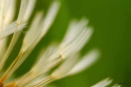 paardenbloem