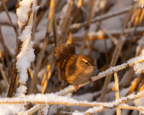 Winterkoningkje in de sneeuw