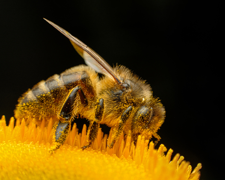 Honeybee 