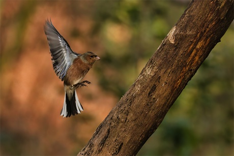 fladderende vink