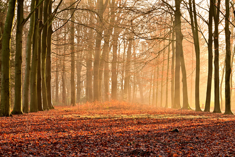 Licht in de mist....