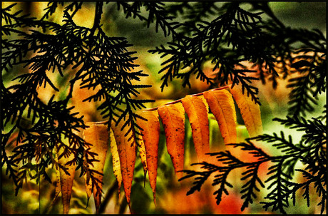 mijn bijdrage..............................