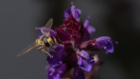 Hommel en zweefvlieg 