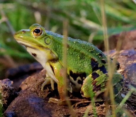 Groene kikker