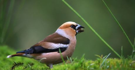 Appelvink