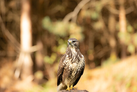 Buizerd