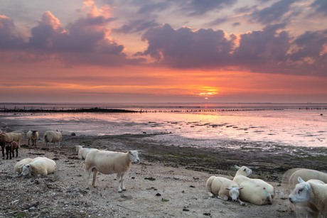 Gezellig onderonsje bij zonsondergang 