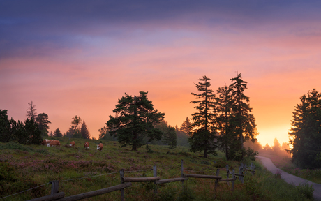 Grazen bij zonsondergang
