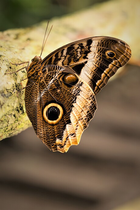 Morpho Vlinder