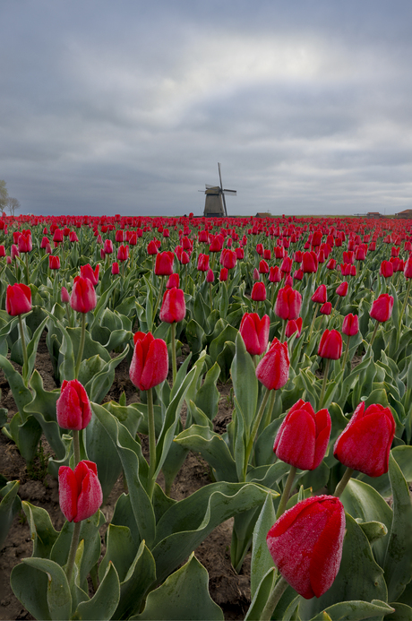 Rode tulpen en Molen
