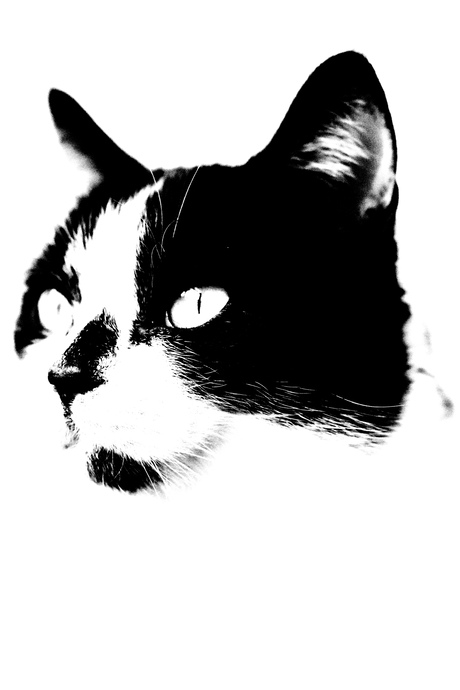 Kat in zwart wit