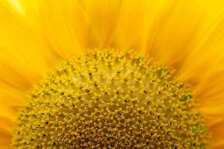 Zonnebloem in bloei