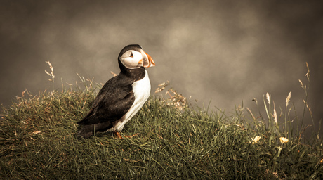 Puffin