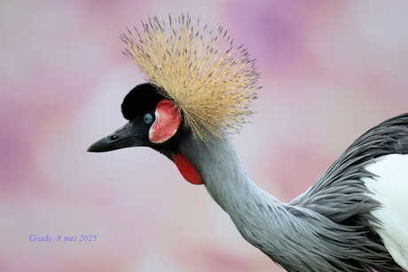 Kraanvogel