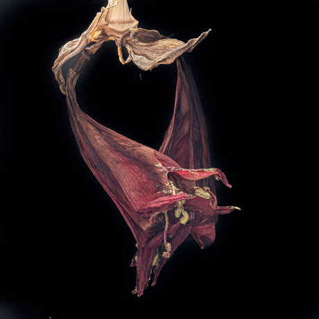 Ameryllis