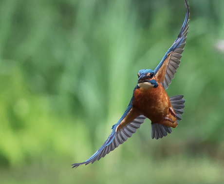 ijsvogel