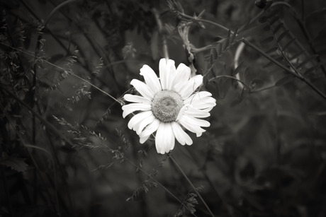 Voelt als de zon op een regen achtige dag. Een licht puntje tijdens donkere dagen